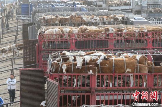  Witness the busy scene of bull market in Tongliao, Inner Mongolia