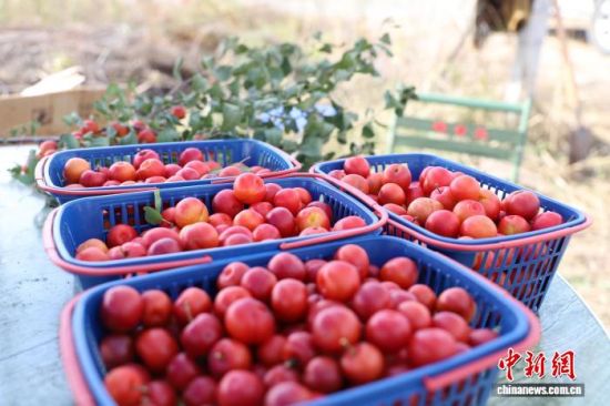 �����ʽ�׼���ιࡱ ��ֲ���ɹ�ɳ�صġ���������������·